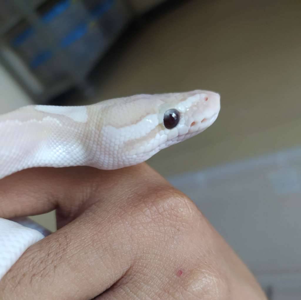 ball-python-banana-bamboo-pastel-poss-gravel-ph-clown-hypo-I8A47OR20E