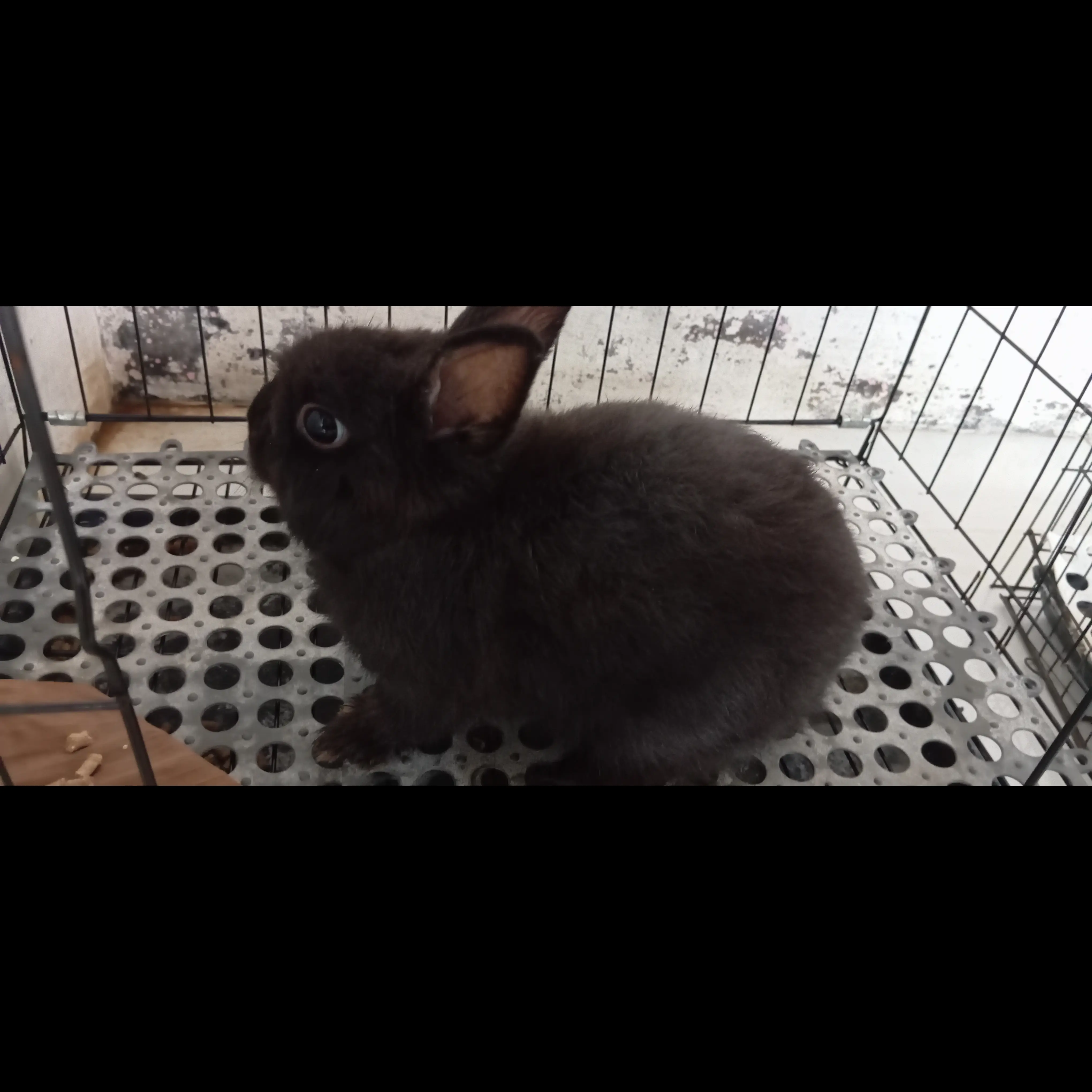 adopsi-netherland-dwarf-3-bulan-YTBL884Q9B