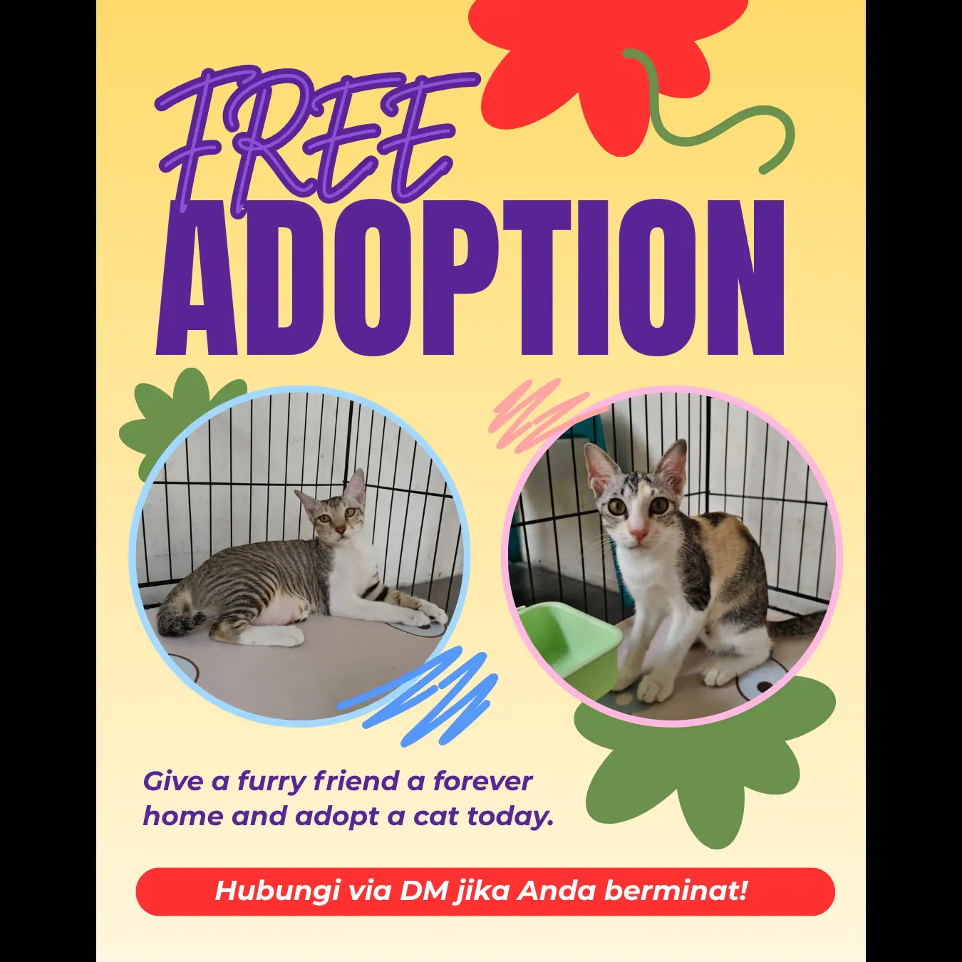 jadilah-pahlawan-untuk-mereka-adopsi-kucing-kampung-hari-ini-8BKHNZA4VG