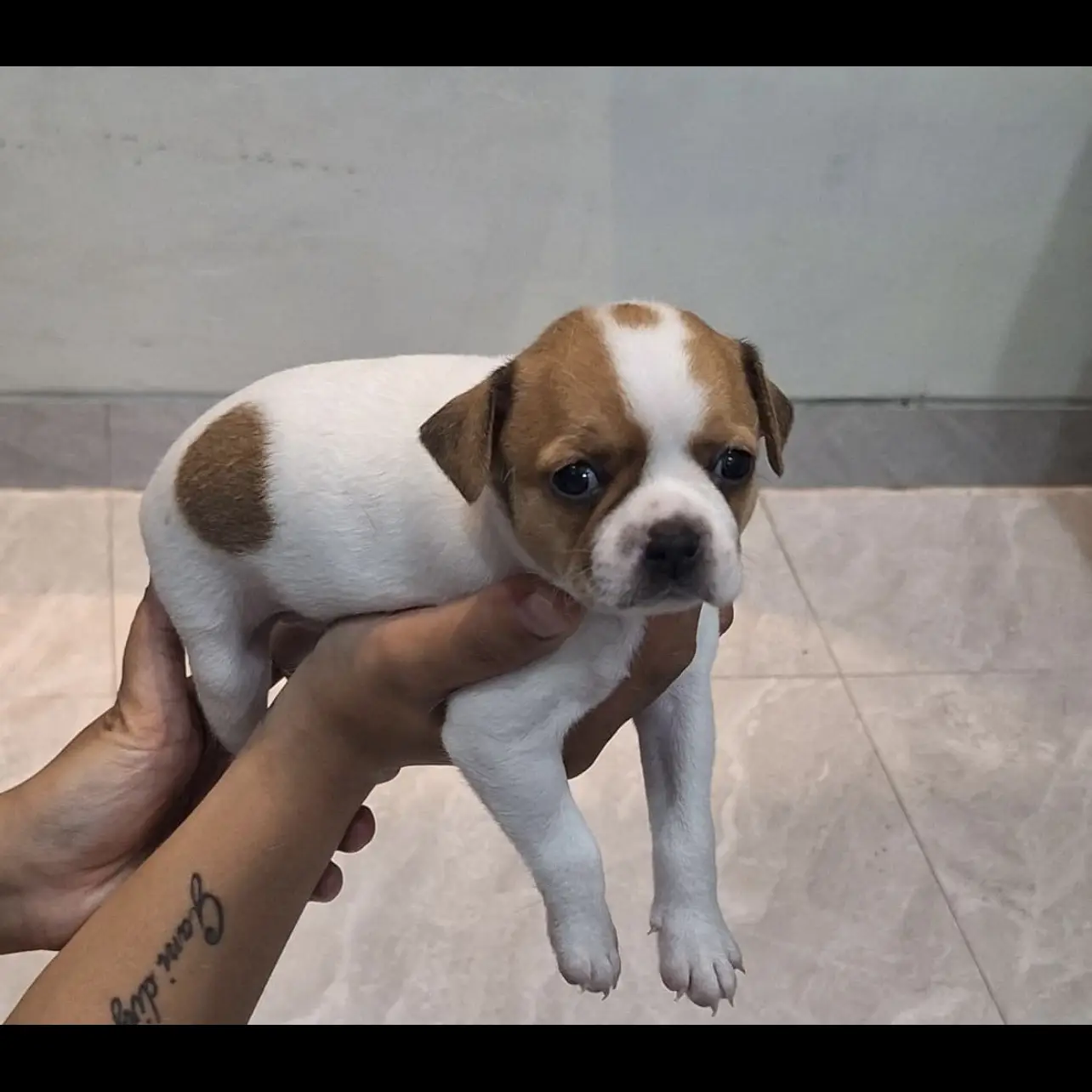 anak-anjing-cihuahua-usia-4minggu-B64Q6DR5CF