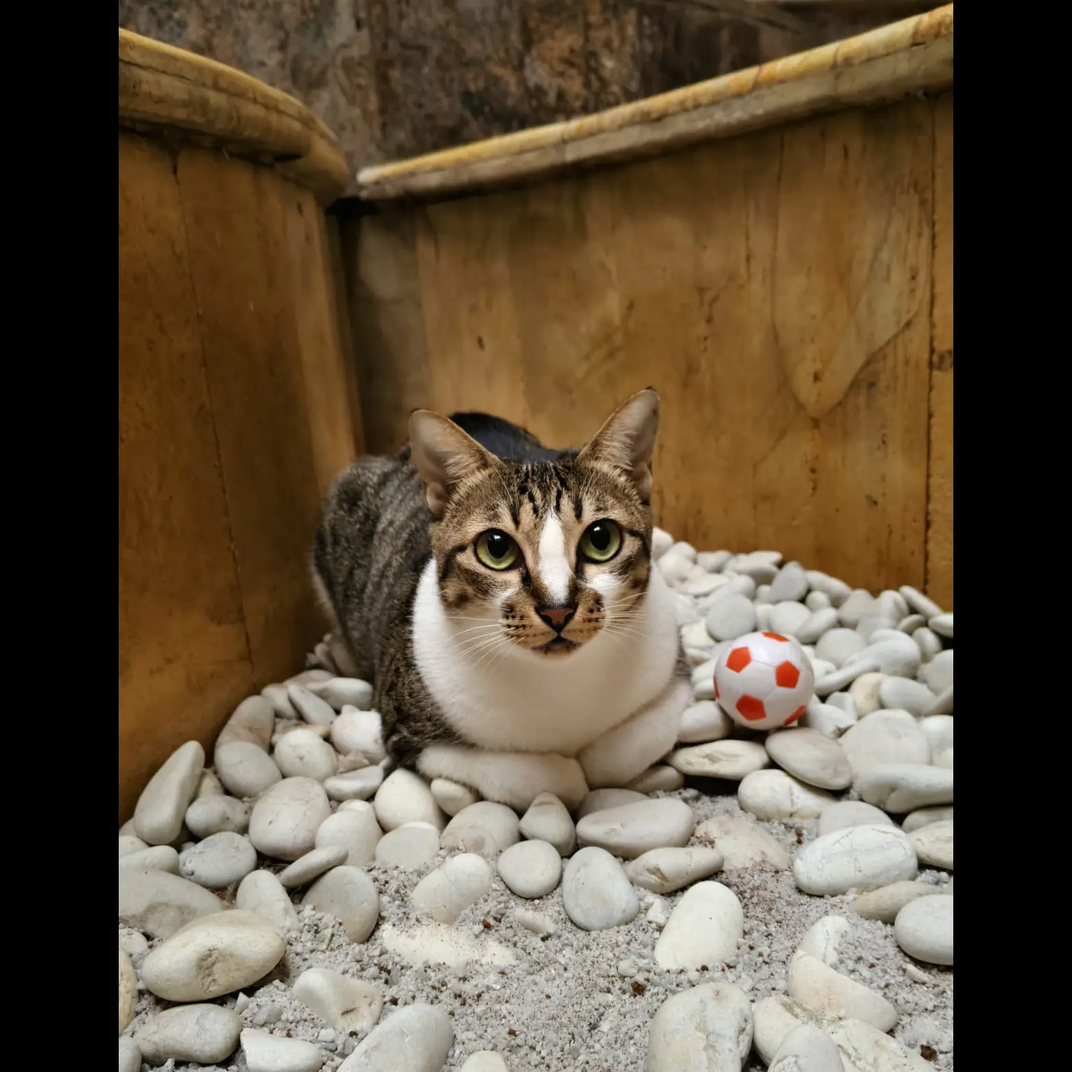 jadilah-pahlawan-untuk-mereka-adopsi-kucing-kampung-hari-ini-PFJRA7P3LQ