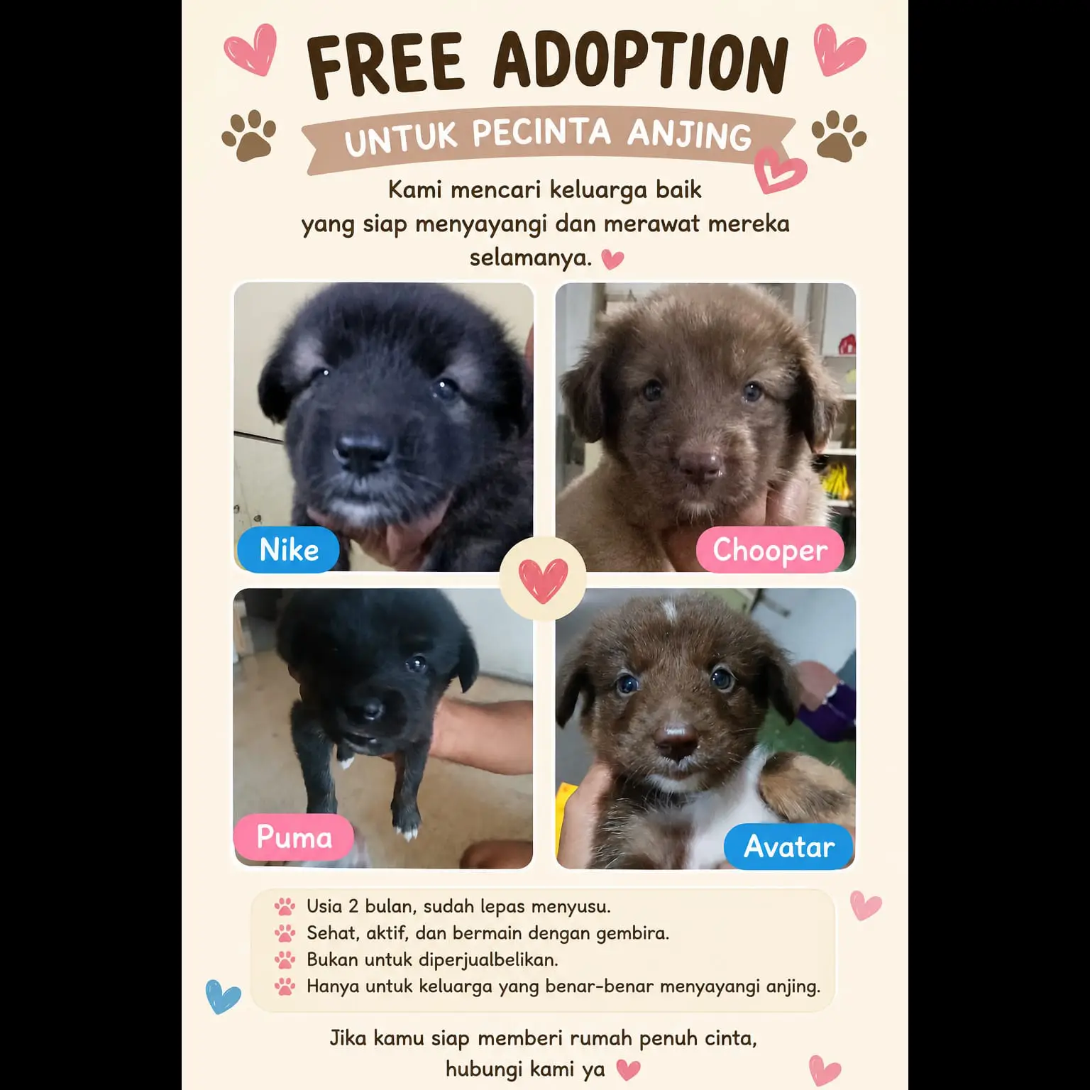 adopsi-puppy-usia-2-bulan-T7NPNMLH7J