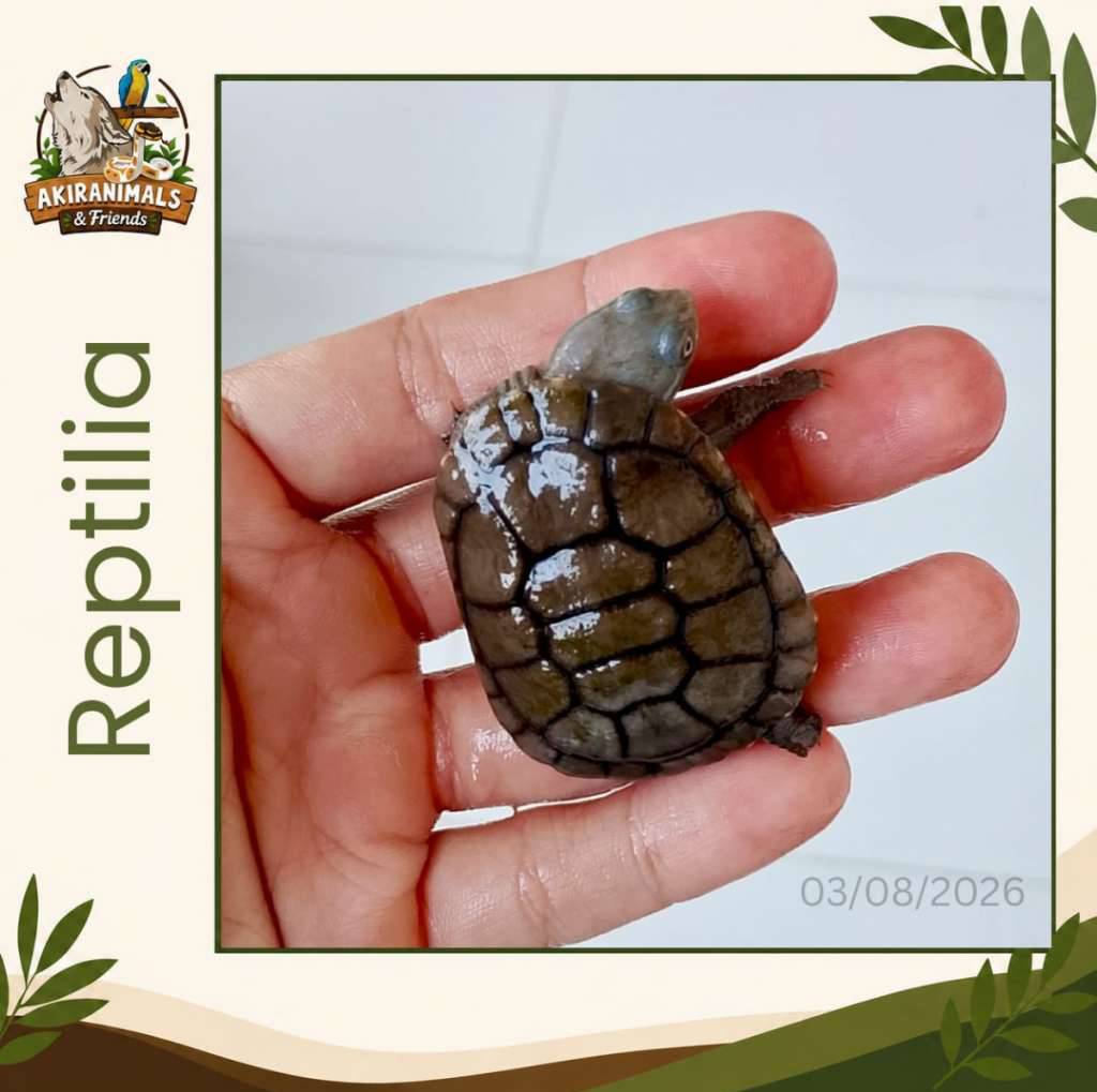 reimanni-melanistic-1WNPKT4QUG