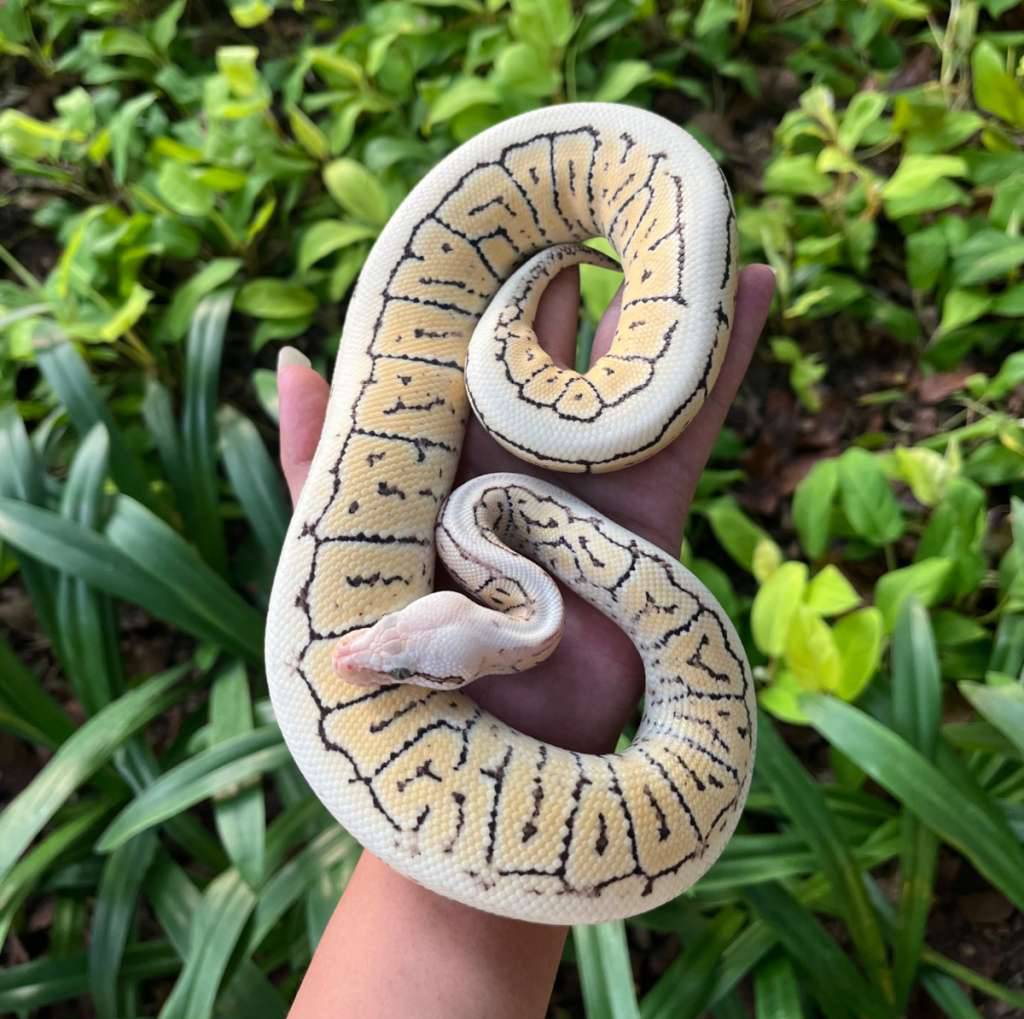 pastel-pinstripe-spotnose-desert-ghost-ZLU1IGPBSC