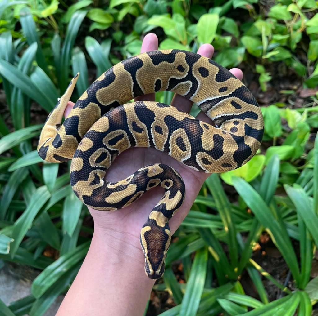 enchi-dh-lavender-clown-Z72MRCJ68Q