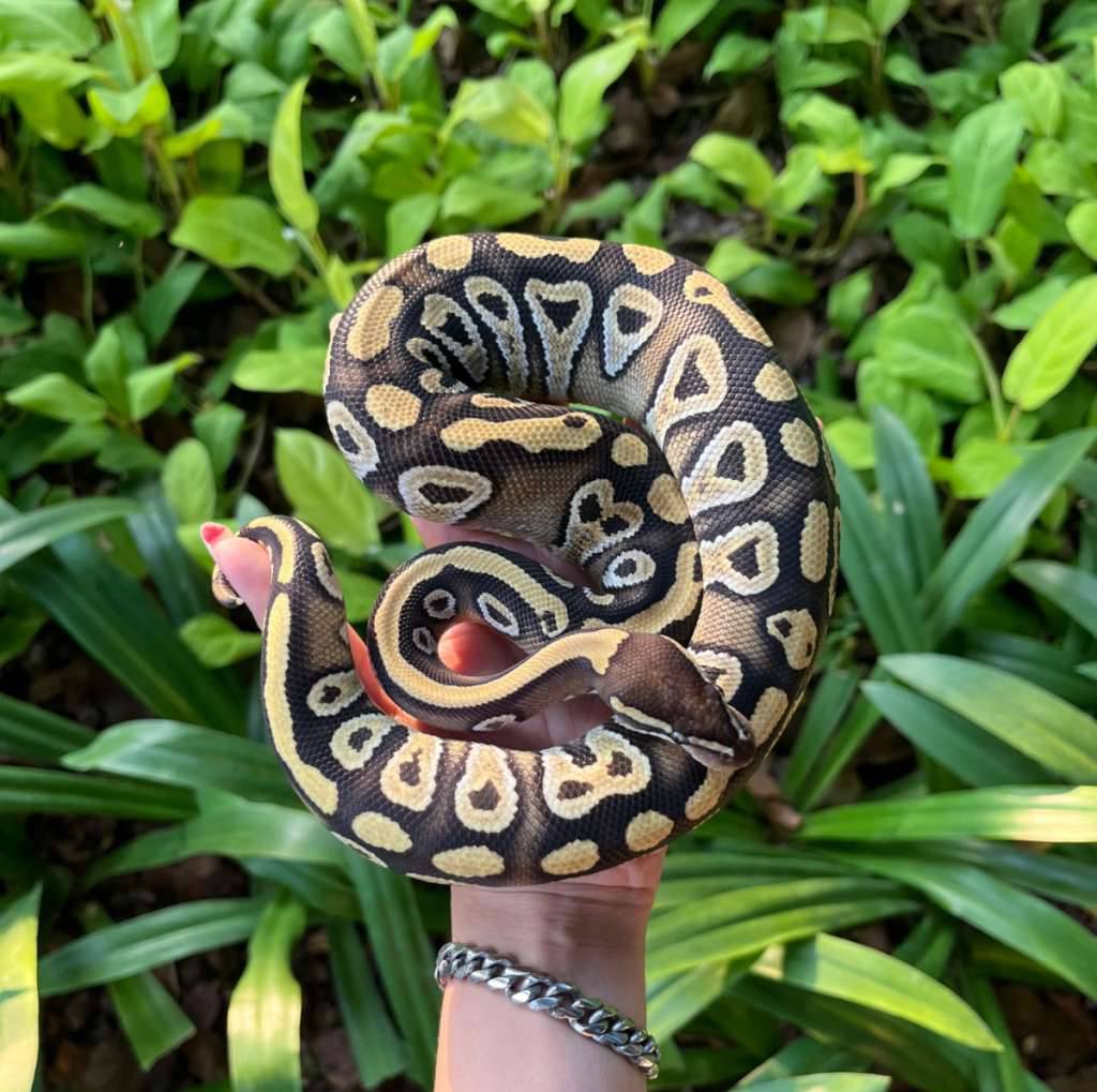 phantom-het-tristripe-2NJETPBW8T