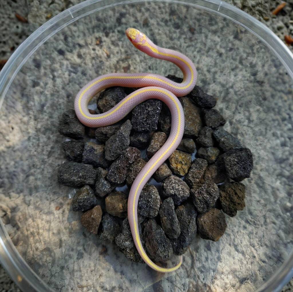 kingsnake-albino-stripe-9K1E5MTNU9