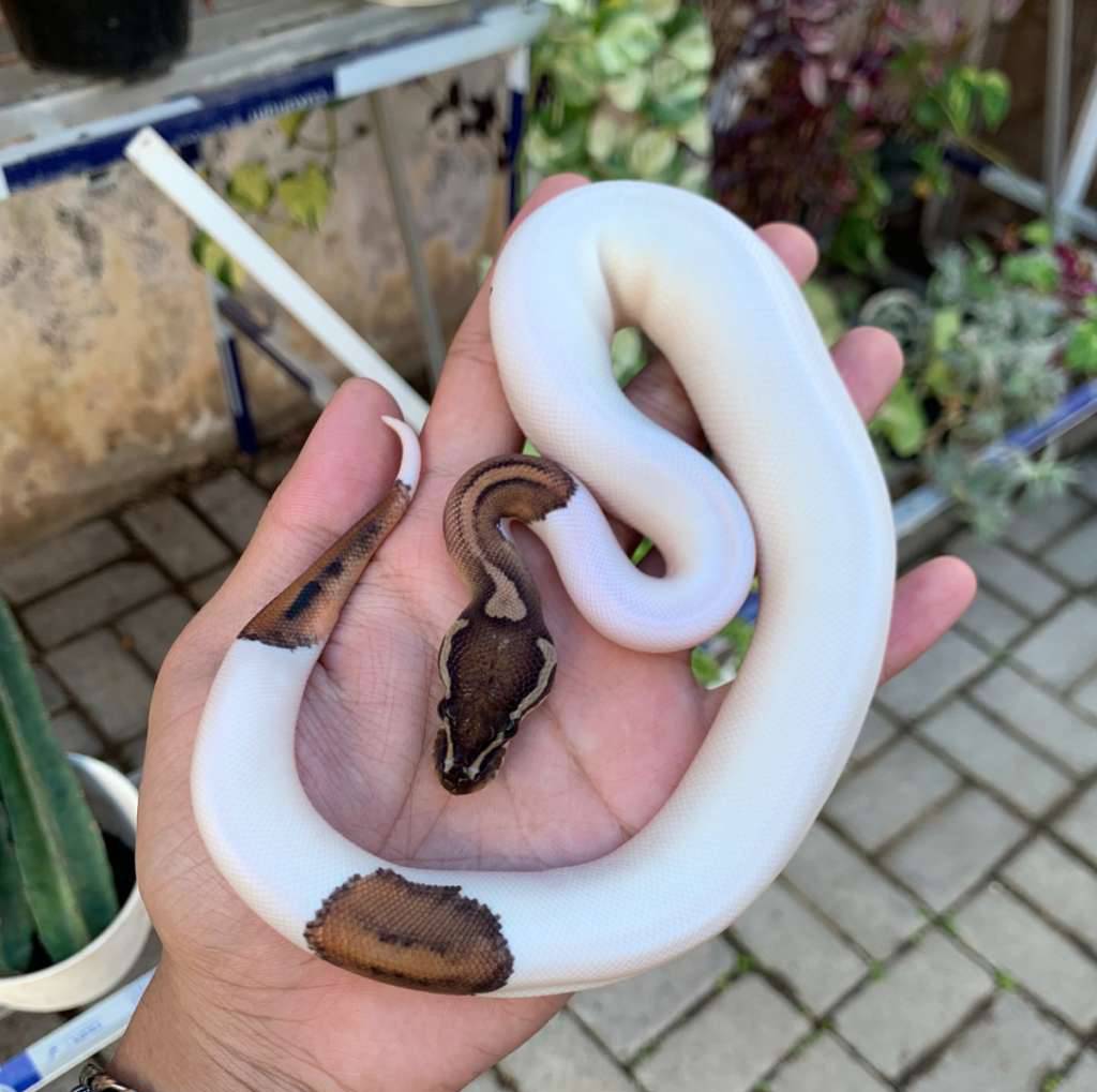 pastel-pied-hi-white-SLXB6SJYBY
