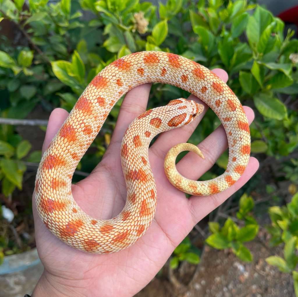 hognose-toffe-conda-albino-K0J60ZCZWB