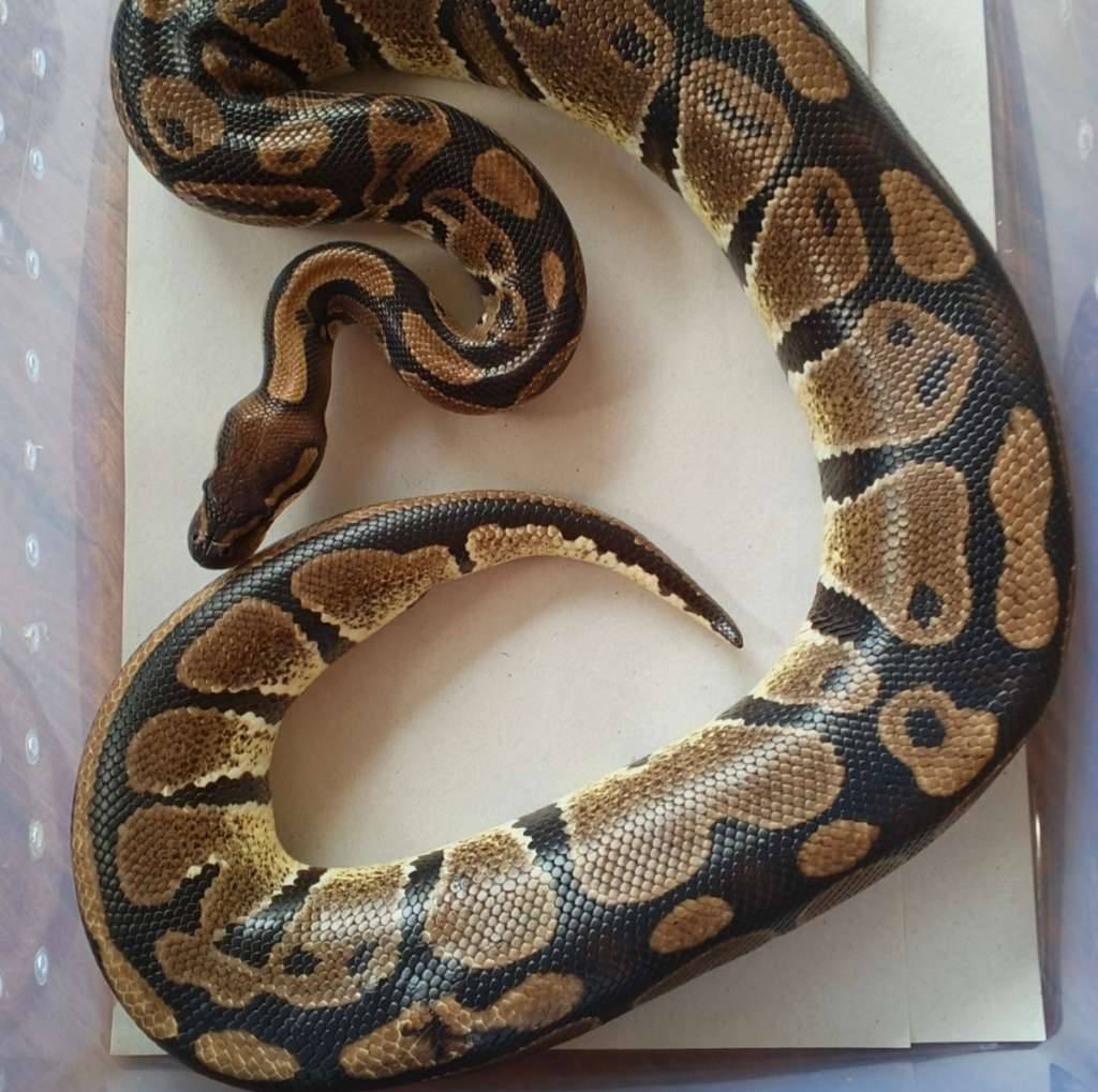 ballpython-normal-Q57EYUQ23W