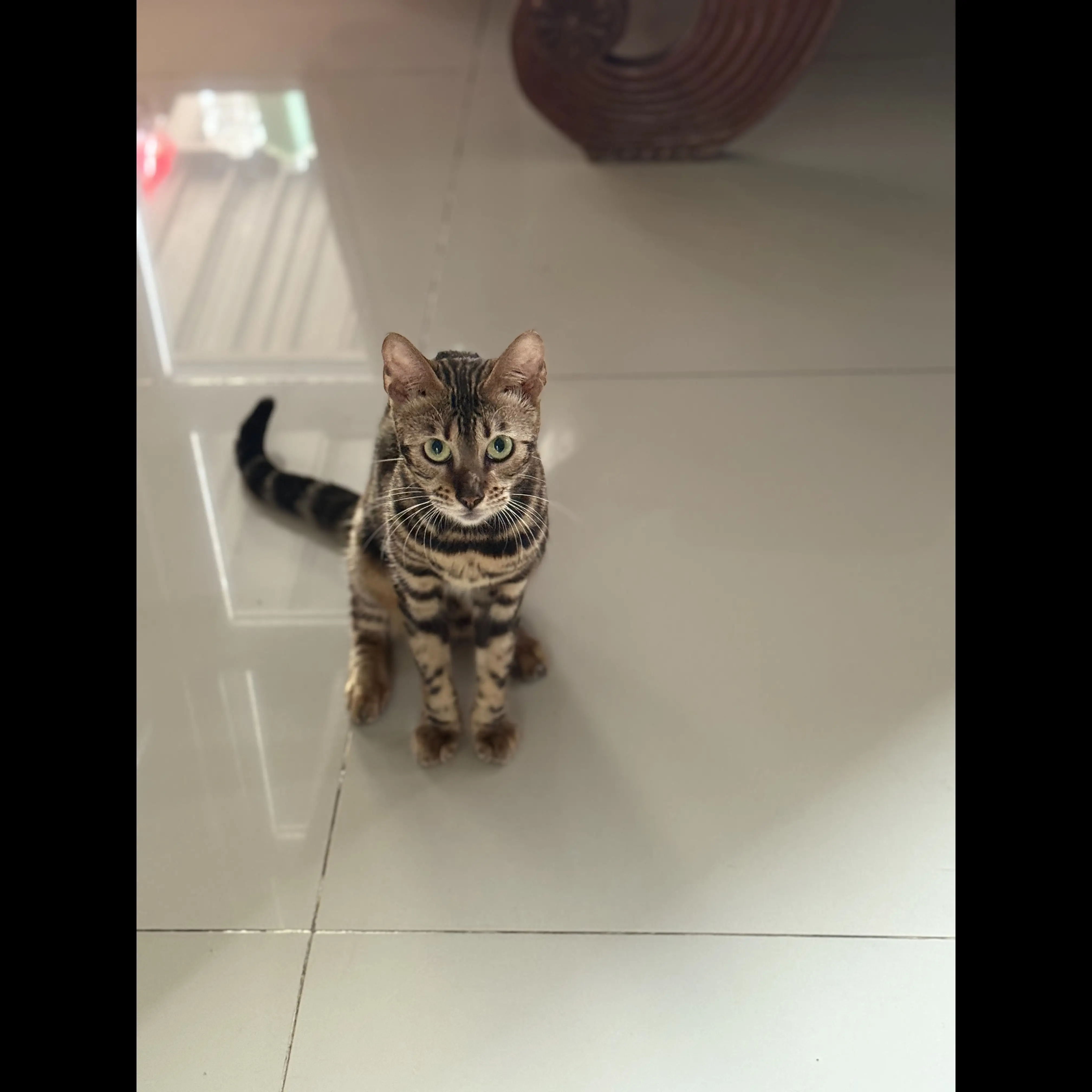 kucing-bengal-FQLUFG3CZF