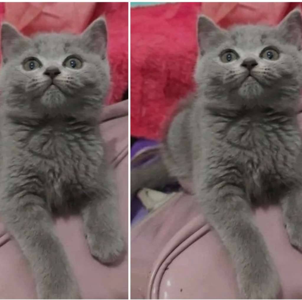kuching-kitten-british-j-bluesolid-female-9G0JOV0U67