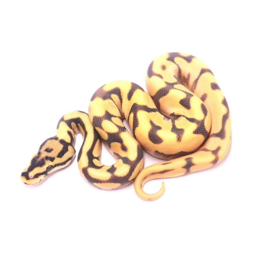 spotnose-orange-dream-yellow-belly-desert-ghost-het-clown-89X3AESFYJ