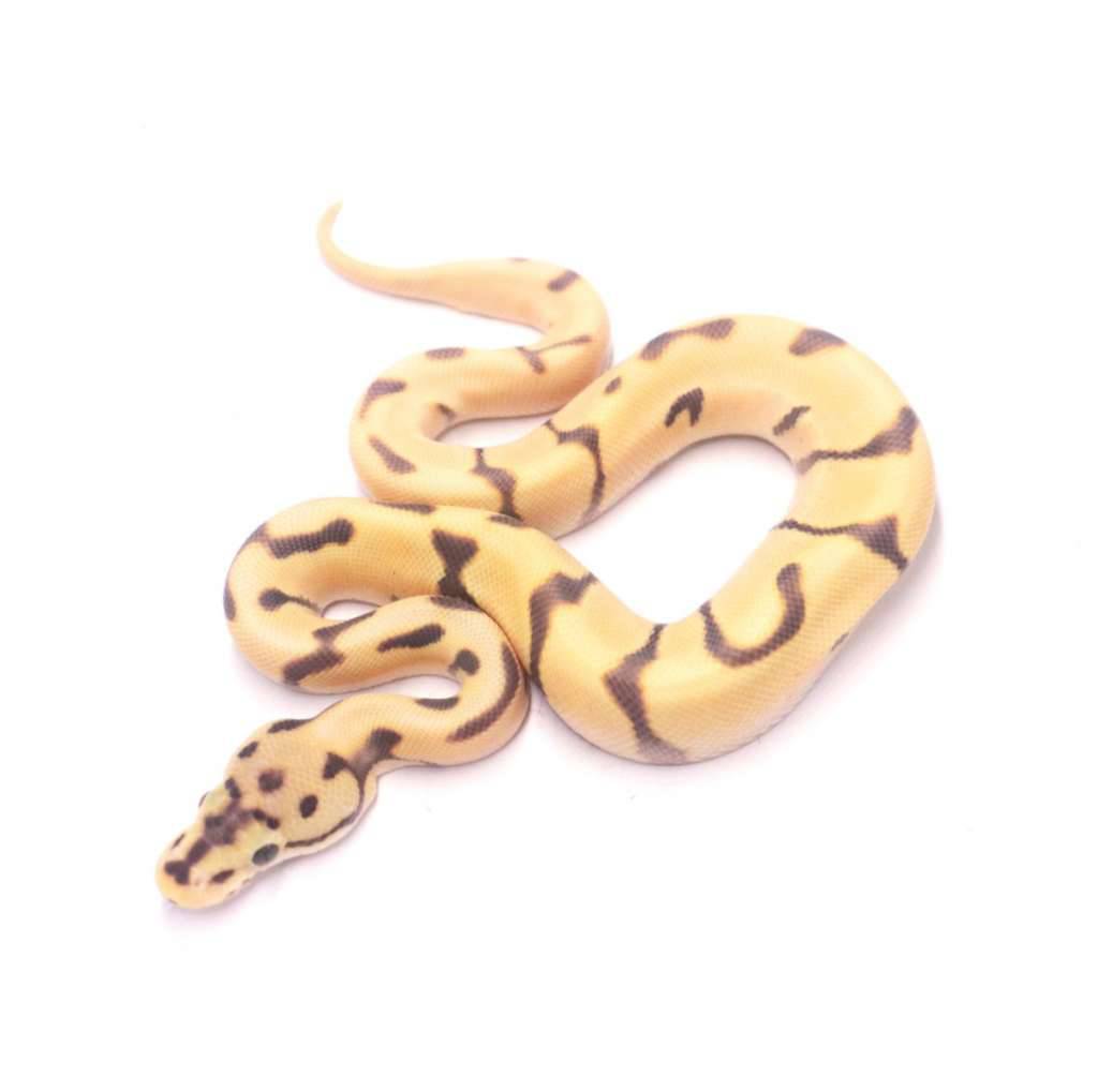 spotnose-enchi-orange-dream-desert-ghost-het-clown-QAZVRZI3IT