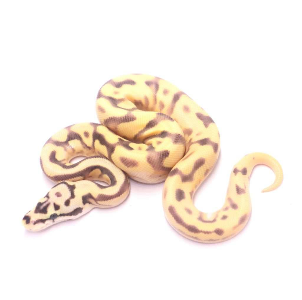 spotnose-enchi-pastel-fire-yellow-belly-desert-ghost-het-clown-6U1ESMWSBZ