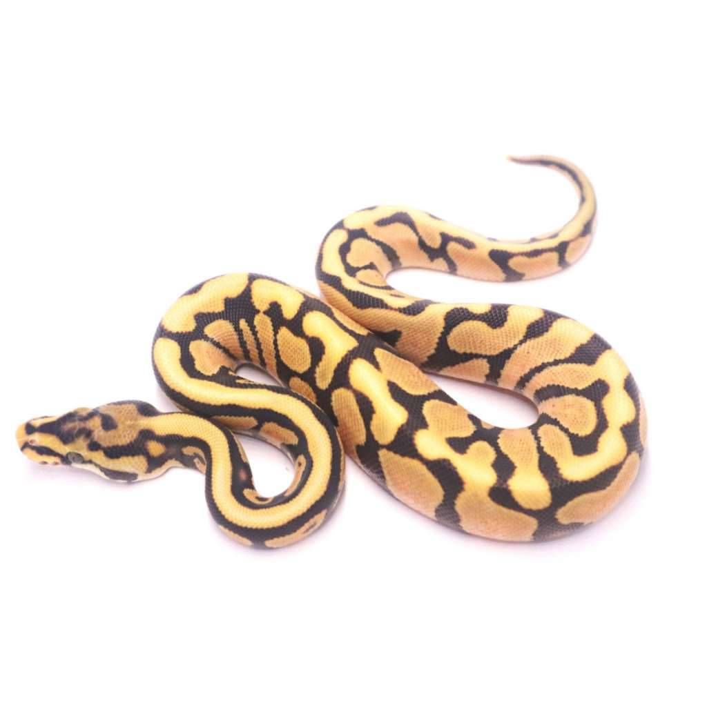 spotnose-orange-dream-redstripe-desert-ghost-het-clown-CLNJ4LHX79