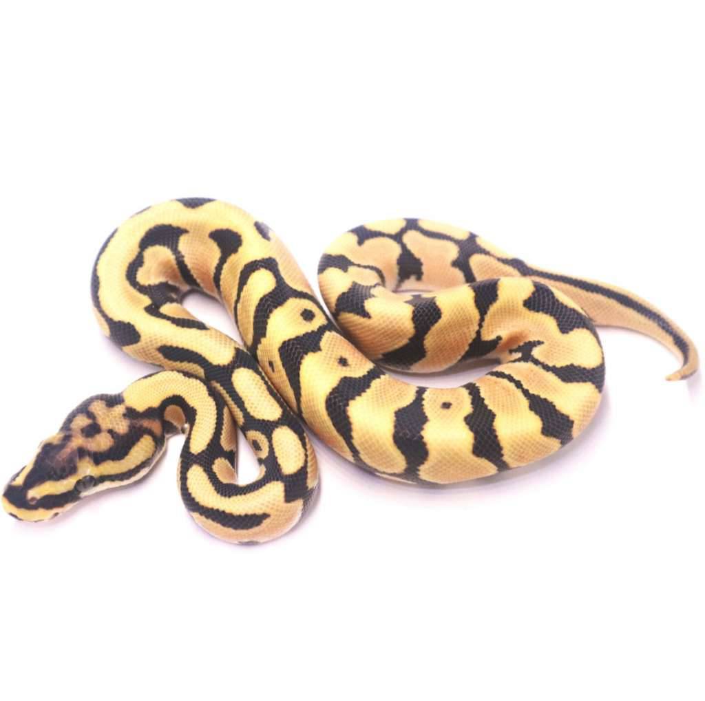 spotnose-orange-dream-desert-ghost-het-clown-CPOC048XQK