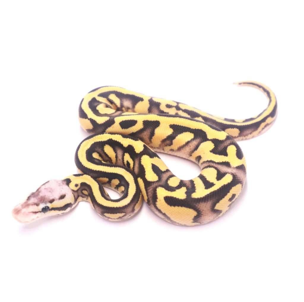 firefly-yellow-belly-desert-ghost-het-clown-00ZZ2OTBU5