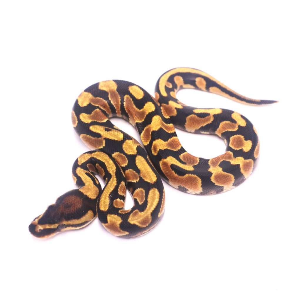 spotnose-orange-dream-yellow-belly-het-desert-ghost-clown-YRZDI3GXW2