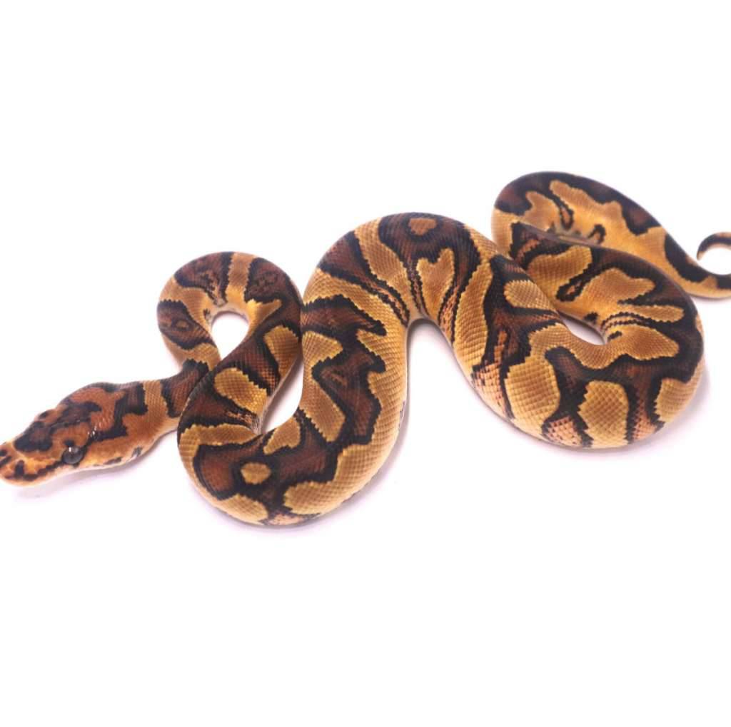 jaguar-orange-dream-yellow-belly-clown-het-desert-ghost-7XZYASFJX2
