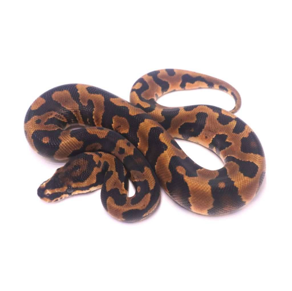 jaguar-orange-dream-confusion-het-desert-ghost-clown-MDVLHJTQ1B