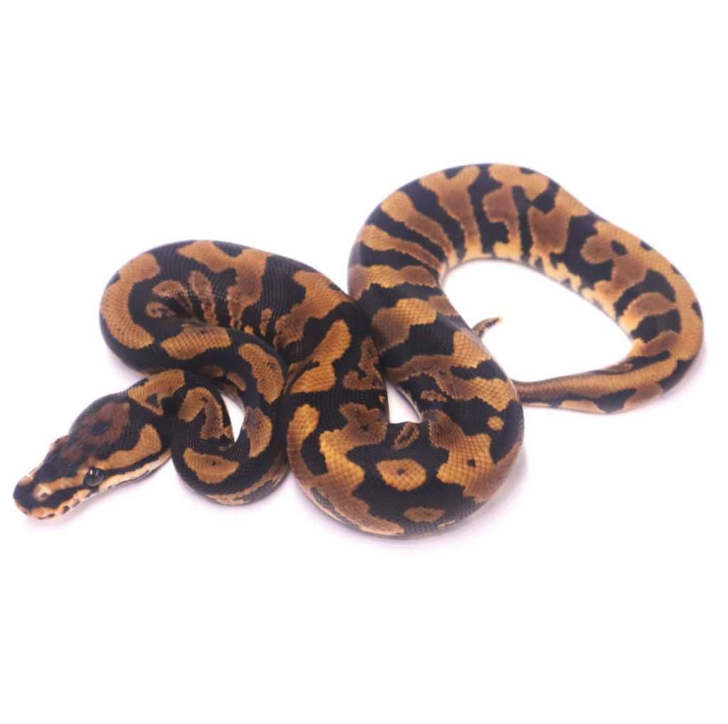 jaguar-confusion-yellow-belly-het-desert-ghost-clown-9IAE2G499H