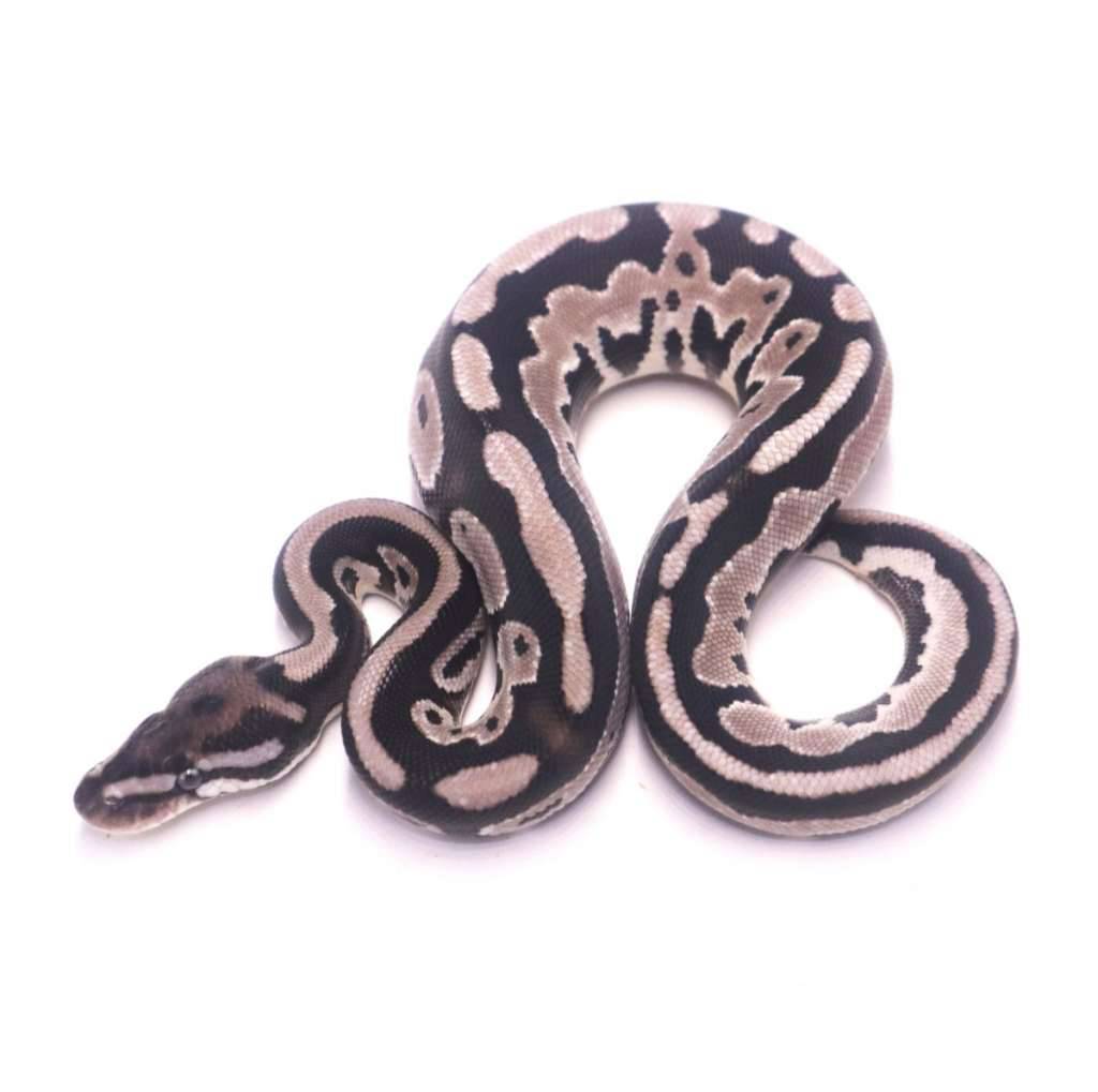 orange-dream-leopard-axanthic-het-pied-C00SCPK1FW