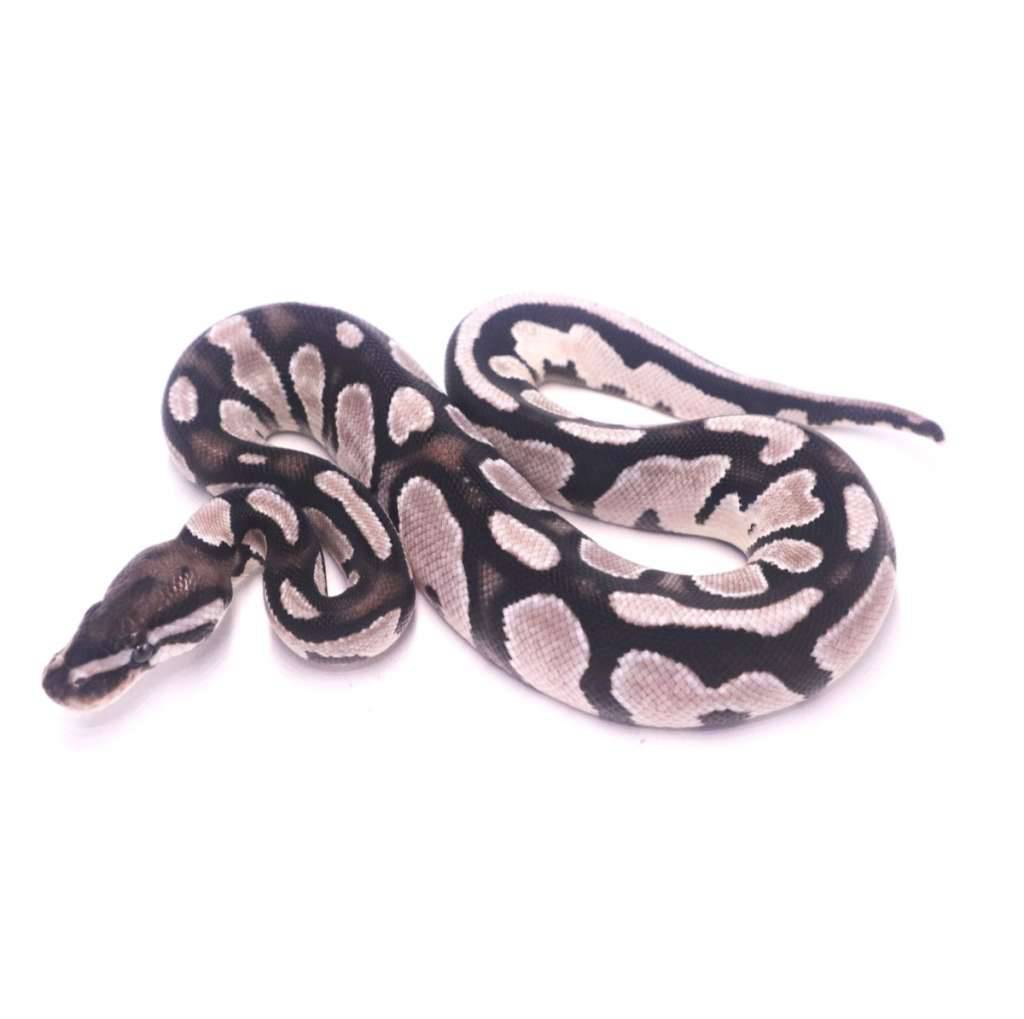 orange-dream-axanthic-het-pied-ZD5ZILUN5E