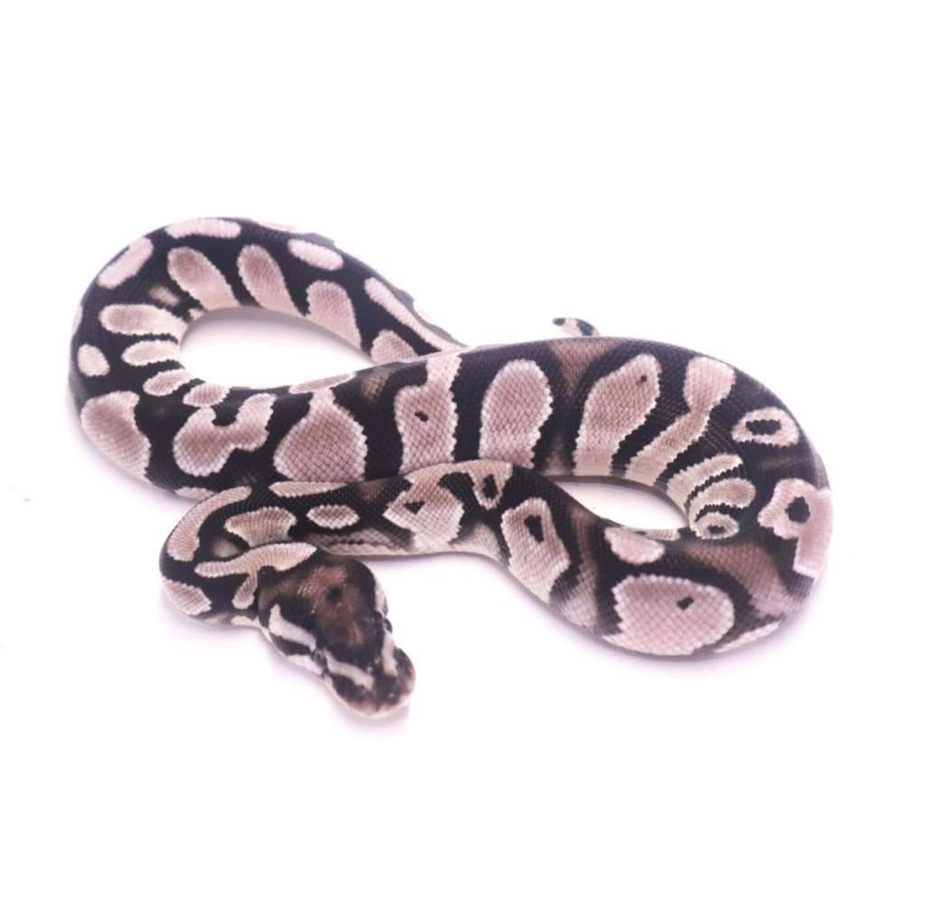 orange-dream-axanthic-het-pied-PRFC2RIQXT