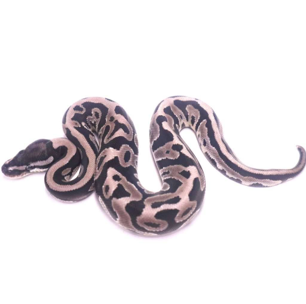 leopard-axanthic-het-pied-HJACKACQJO