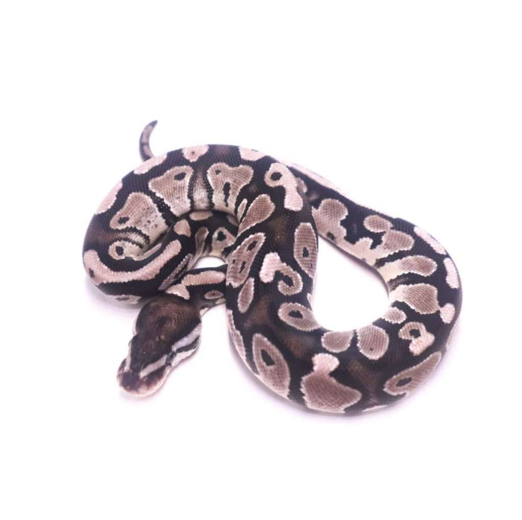 axanthic-het-pied-95NAUZP9BN