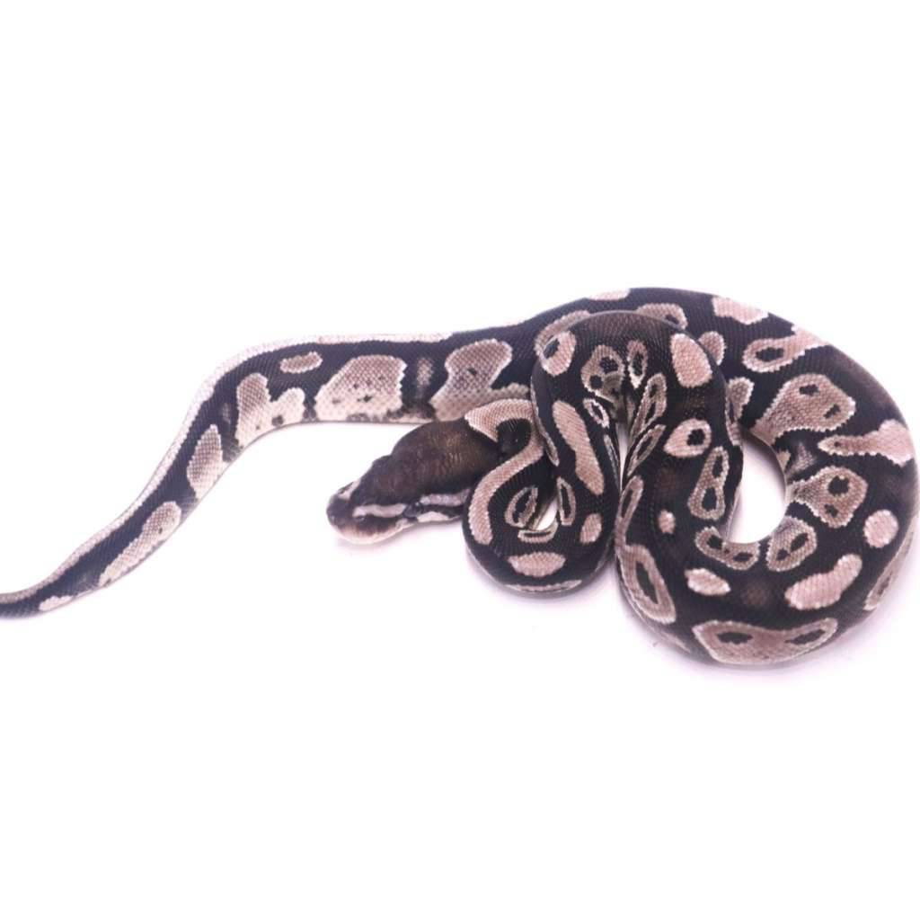 axanthic-het-pied-XVI7C1GIQK