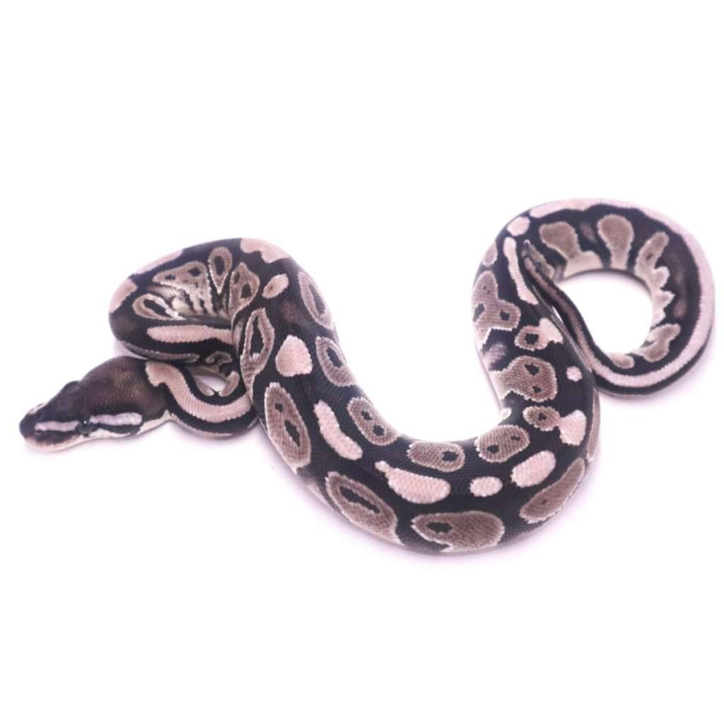 axanthic-het-pied-1GB5SAPYXS