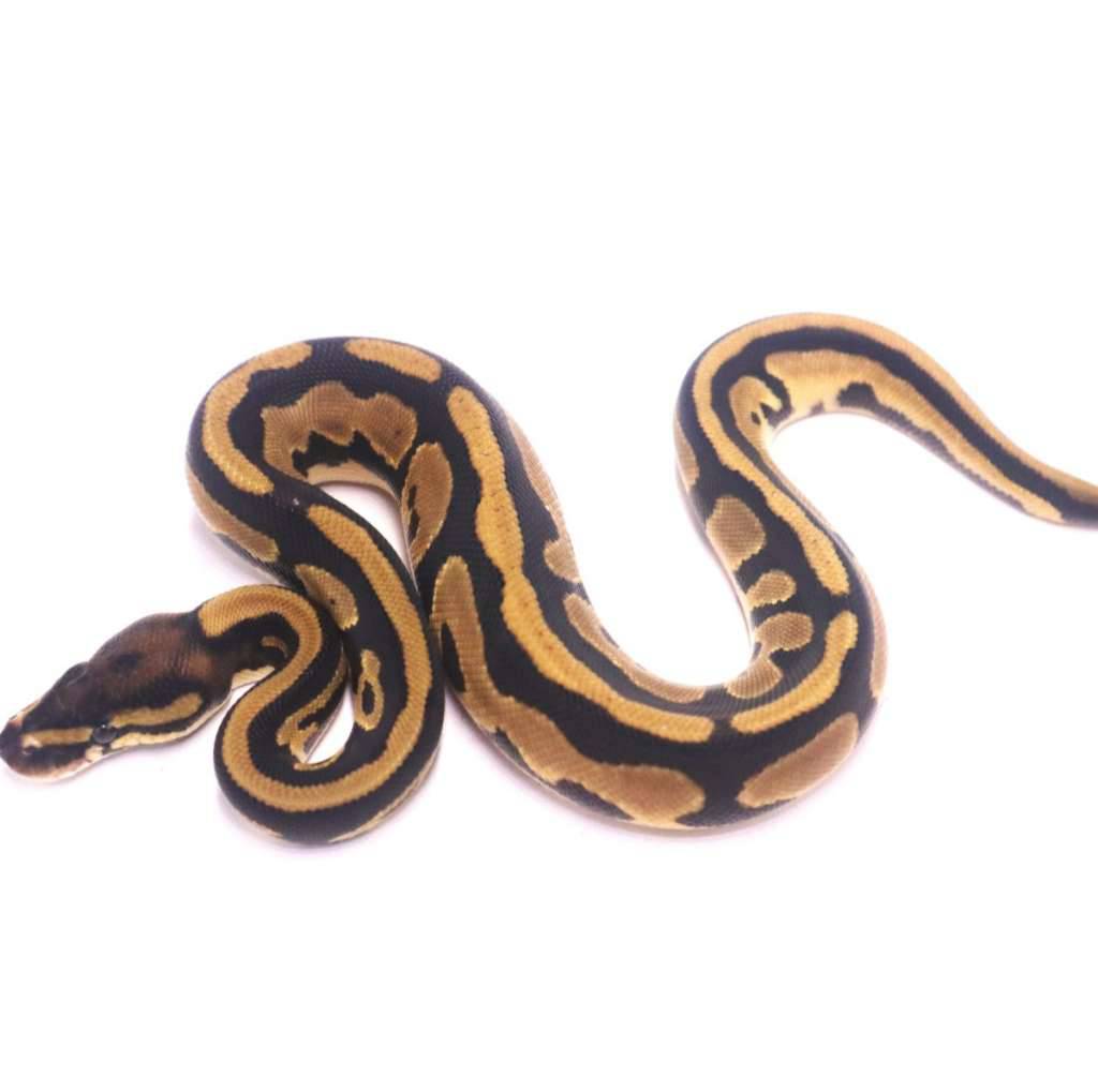 orange-dream-leopard-het-axanthic-pied-VSXQ2VOZGP