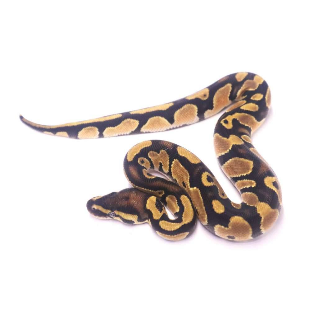 orange-dream-het-axanthic-pied-266FSOTEPE