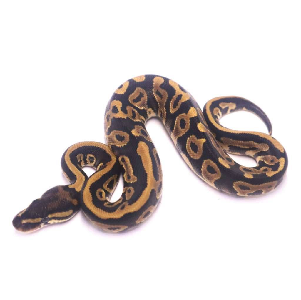 leopard-het-axanthic-pied-WSAX9X7ORV