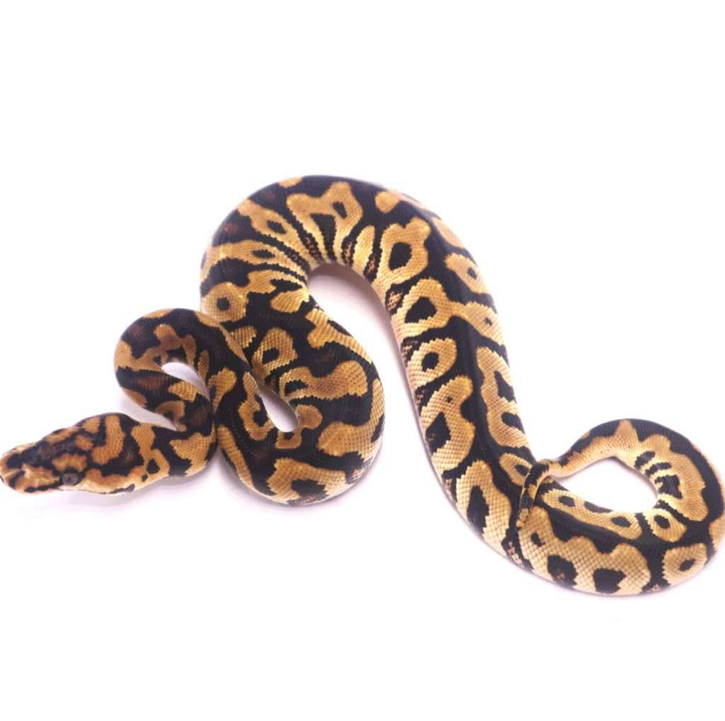 spotnose-spectre-clown-5RM9GU2F54