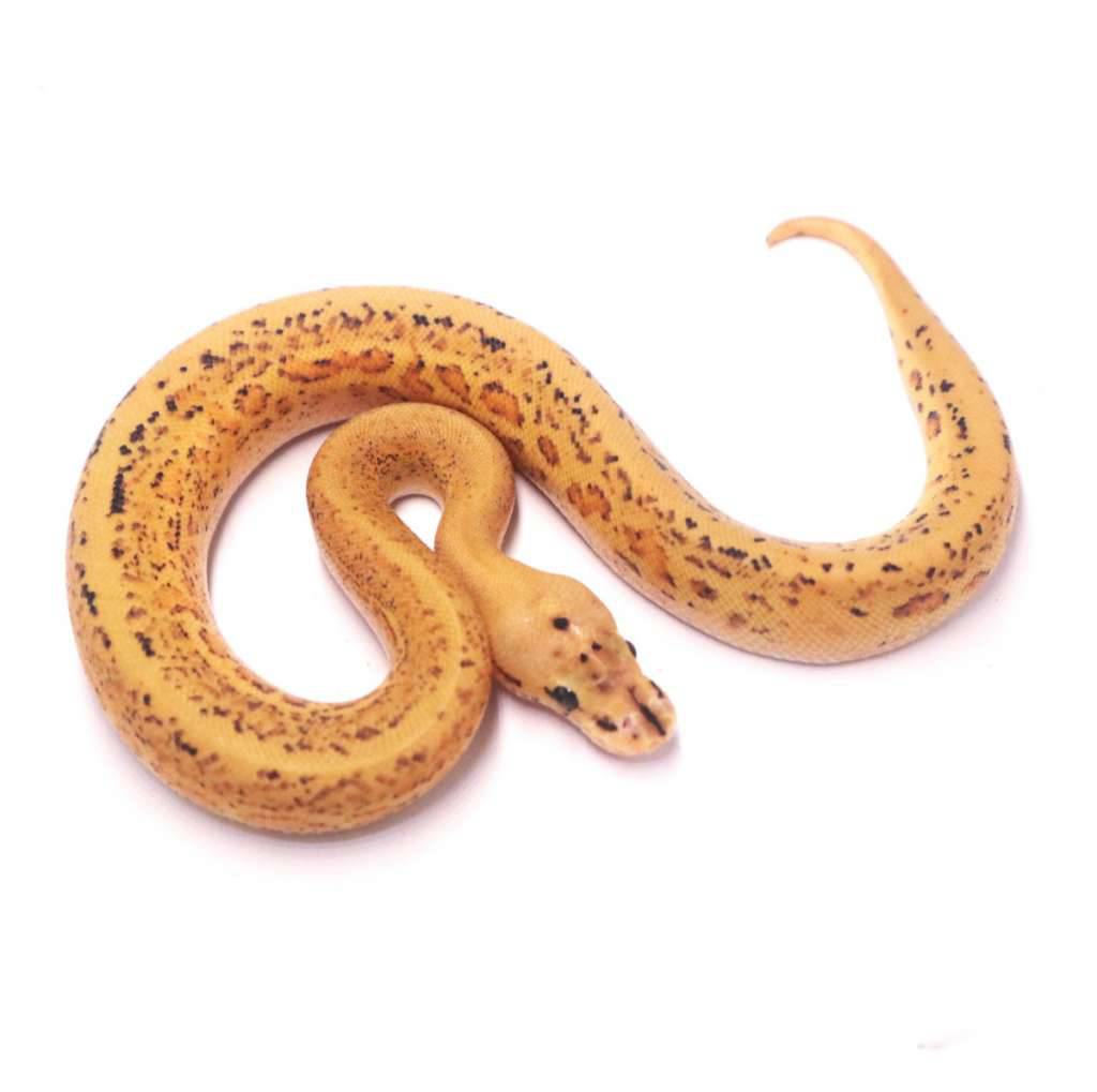 super-stripe-spotnose-confusion-orange-dream-het-clown-ZZ9OM0VJWE