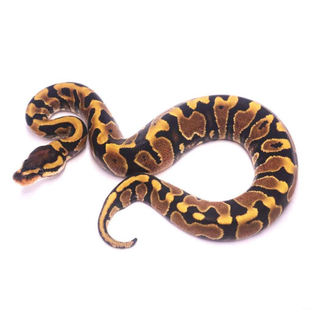 jaguar-yellow-belly-het-clown-HWRU553L49