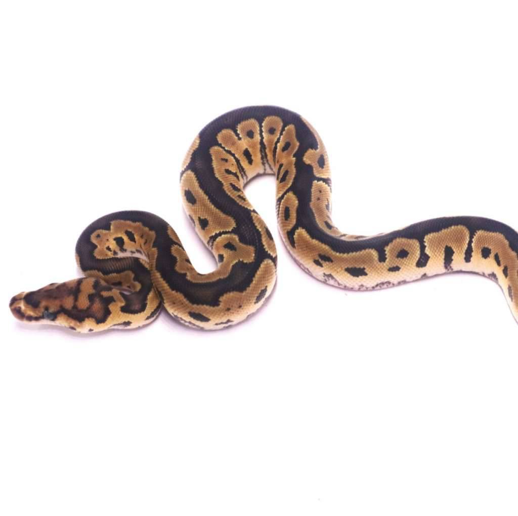 clown-poss-het-axanthic-desert-ghost-6I4SFU7YPP