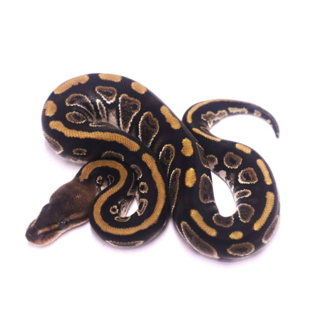 mahogany-het-clown-poss-het-axanthic-desert-ghost-WF2LDMSZWY