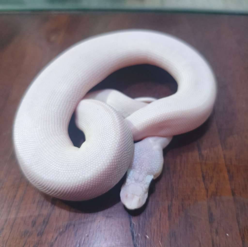 ball-python-leucistic-female-4JCEI36ILO