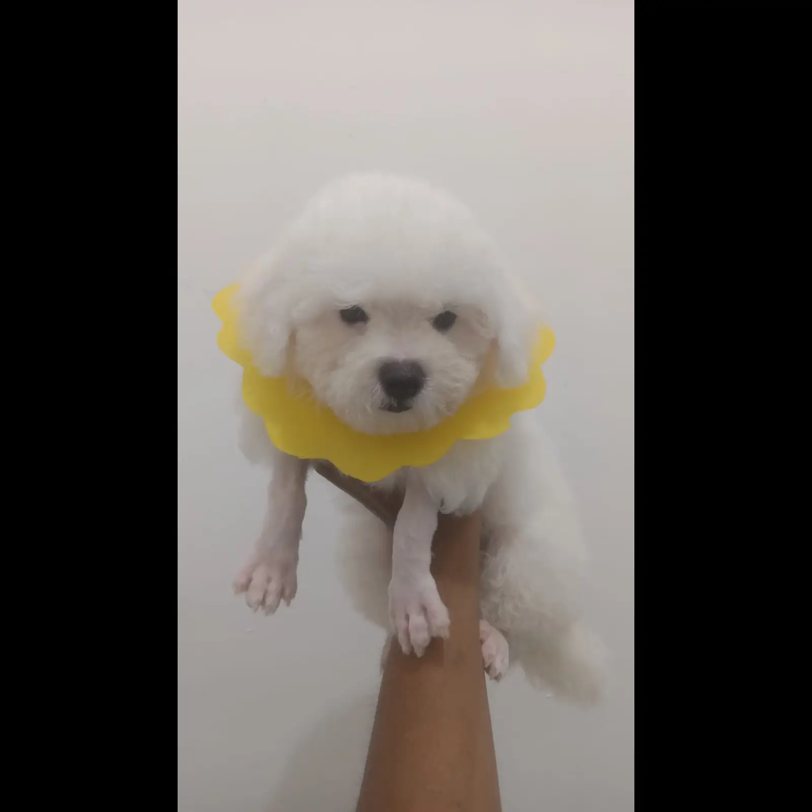 bichon-anakan-2-bulan-betina-G6QVNMIN7W