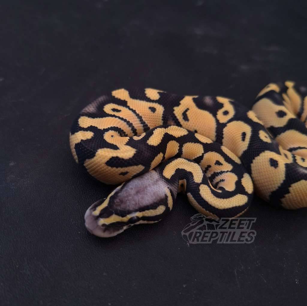 pastel-desert-ghost-TFC5MYQR8R