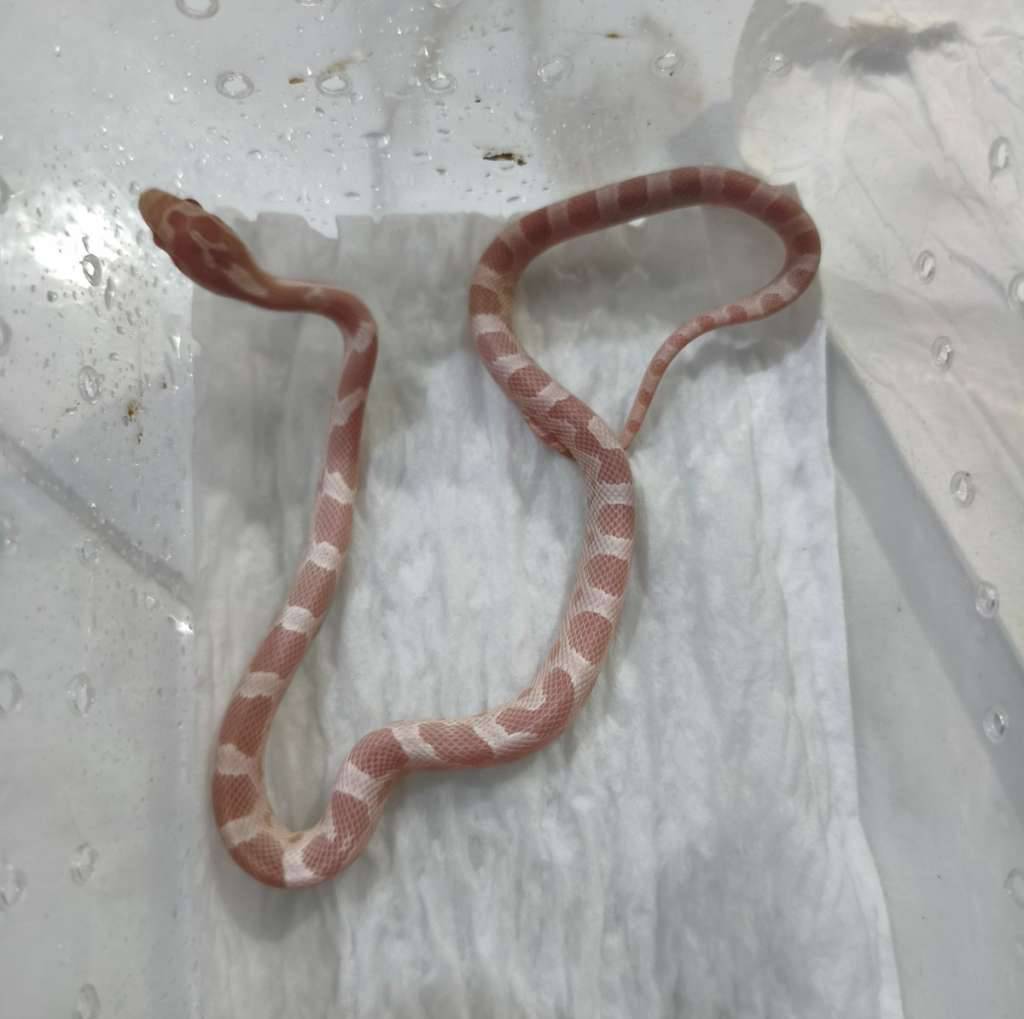 cornsnake-snow-40A2OWN4RQ