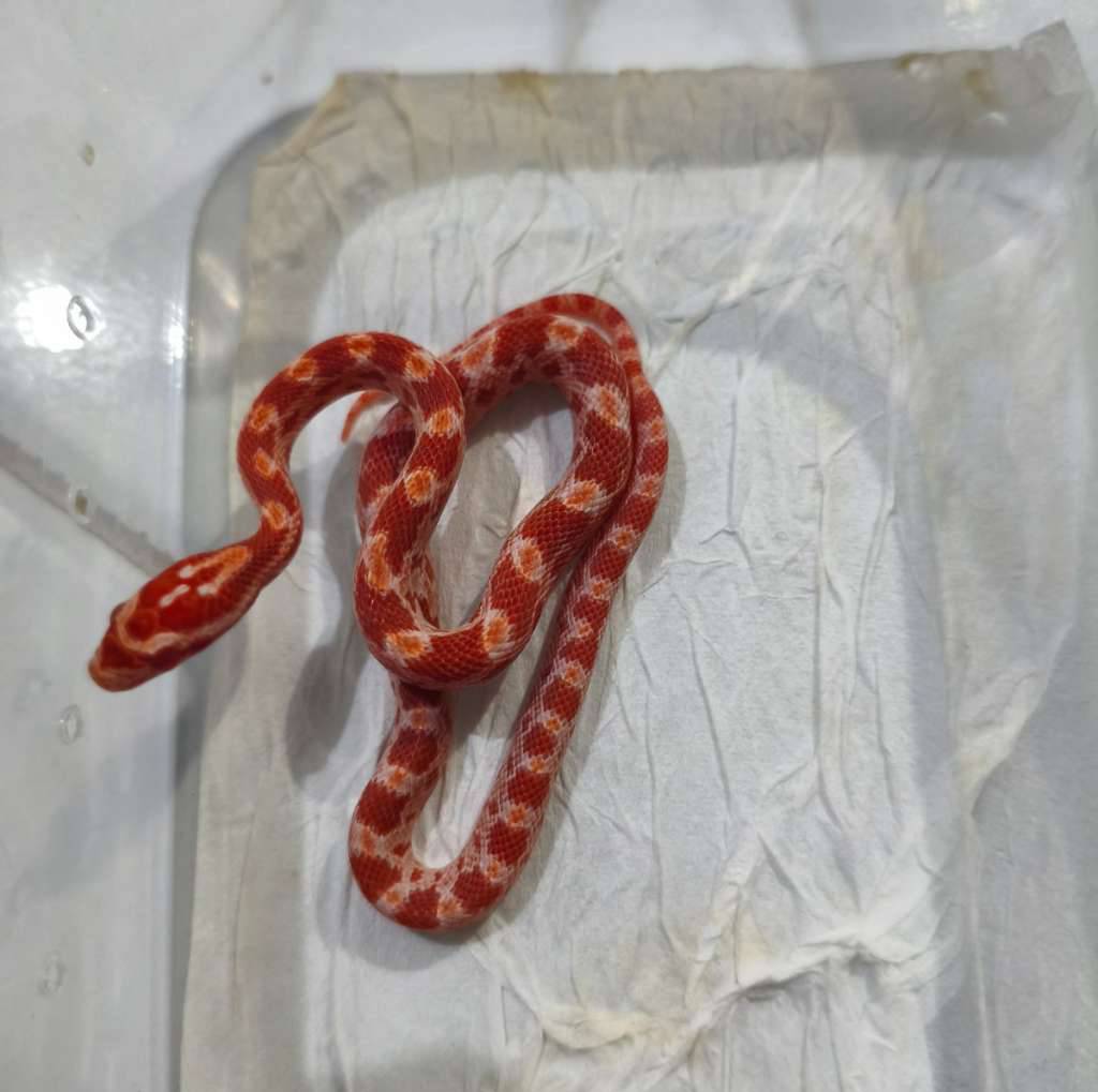 cornsnake-amel-GD8JEQAT44