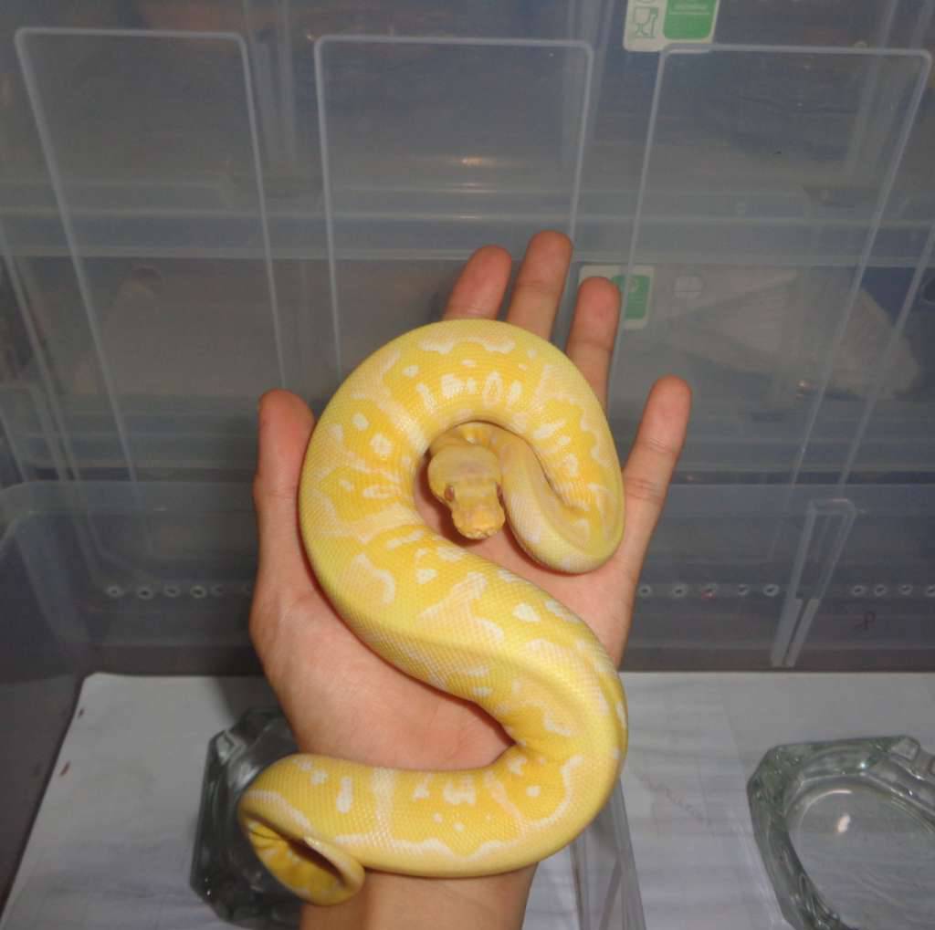 pastel-lavender-clown-TBKTPS1CQR
