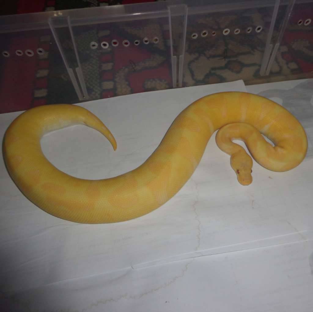 pastel-enchi-lavender-clown-JCCRWKD59U