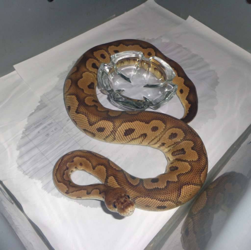 black-pastel-clown-het-hypo-B52QPZ4HX4