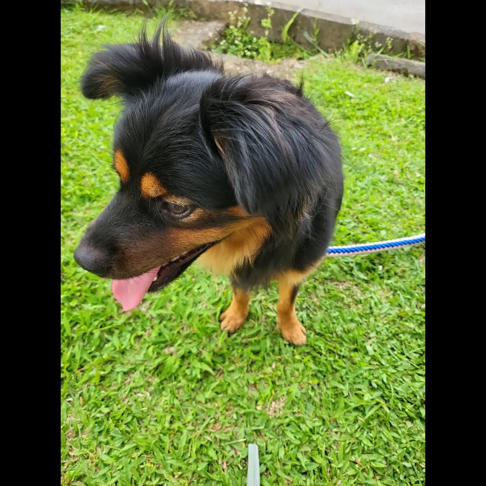 adopsi-rottwiller-mix-12-bulan-FHINTM9UGX